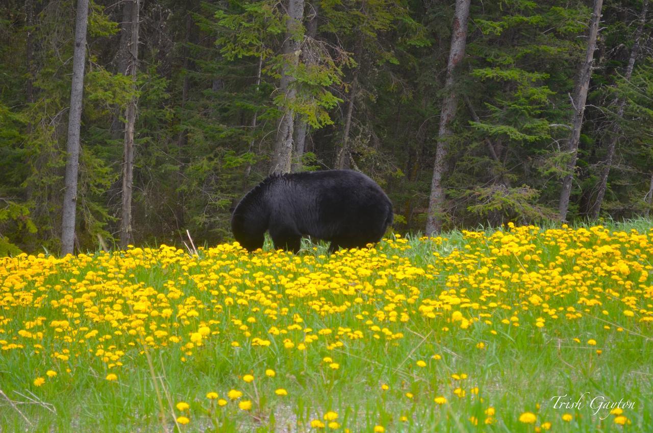 Prc Annex - Pet Friendly Canmore